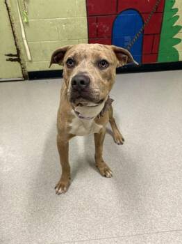 Pit Bull Terrier Dogs Available for Adoption in Indianapolis, Indiana - KEVIN | PetCurious