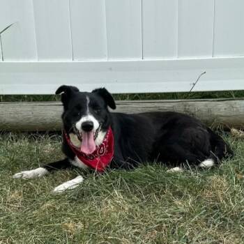 Pickles -  Border Collie Dog for Adoption in Logan, Utah - Pickles | PetCurious