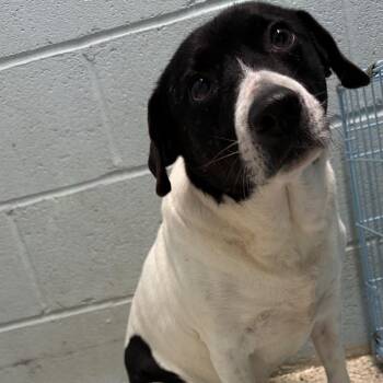 Mixed Breed Dogs Available for Adoption - TRAVIS AKA Otis 5374 | PetCurious