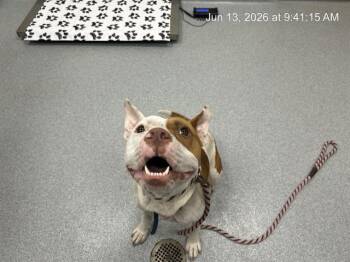 TROY -  Pit Bull Terrier Dog for Adoption in Ocala, Florida - TROY | PetCurious