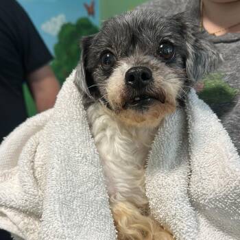 Shih Tzu Dogs Available for Adoption in Tampa, Florida - Daisy Mae | PetCurious