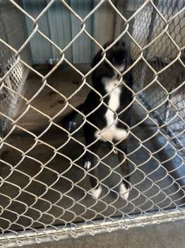 Rescue Cattle Dog and Husky Dogs for Adoption in Louisville, Illinois - Robin | PetCurious