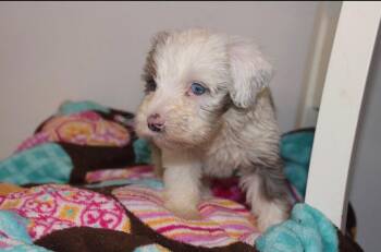 Arlo -  Bernese Mountain Dog and Poodle Dog for Adoption in Tenafly, New Jersey - Arlo | PetCurious