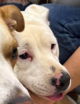 Pit Bull Terrier and Mixed Breed Dogs Available for Adoption in Honolulu, Hawaii - Iulilani Aka Julie | PetCurious