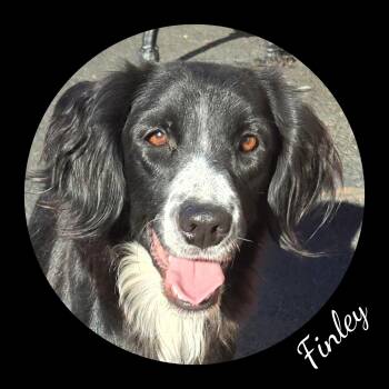 Rescue Spaniel Dogs for Adoption in Fredericksburg, Virginia - Finley | PetCurious