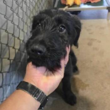 Schnauzer Dogs Available for Adoption in Parker, Colorado - 476 (2026) Smudge | PetCurious