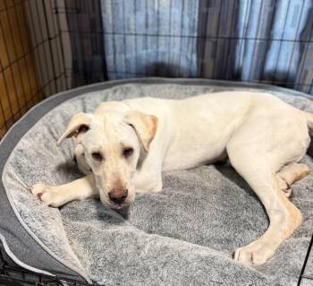 Labrador Retriever Dogs Available for Adoption in Grand Forks, North Dakota - Mighty Moe | PetCurious