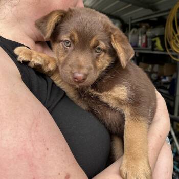 Rescue Shepherd and Husky Dogs for Adoption in Little Rock, Arkansas - Trixie | PetCurious