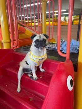 Dukkah -  Pug Dog for Adoption in Gardena, California - Dukkah | PetCurious