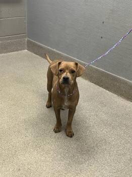 TEA -  Terrier and Mixed Breed Dog for Adoption in Las Vegas, Nevada - TEA | PetCurious