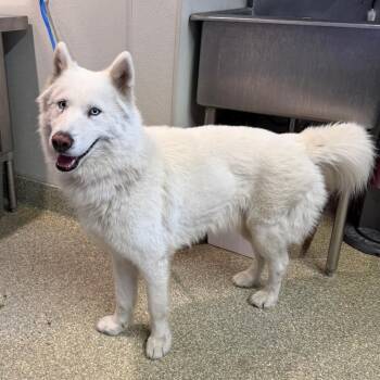 Keme -  Husky Dog for Adoption in San Gabriel, California - Keme | PetCurious