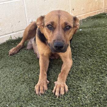 German Shepherd Dog and Mixed Breed Dogs Available for Adoption in Loxahatchee Groves, Florida - HAMPSHIRE | PetCurious