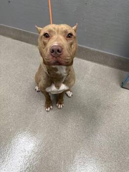 KILO -  Pit Bull Terrier Dog for Adoption in Las Vegas, Nevada - KILO | PetCurious