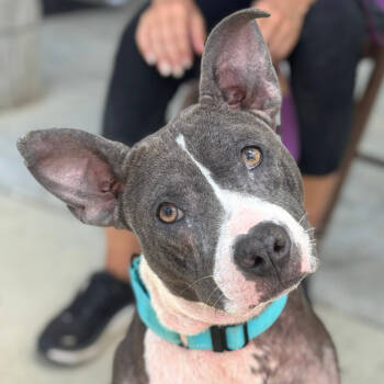 Rescue Terrier and Mixed Breed Dogs for Adoption in Marshall, Texas - Lena | PetCurious