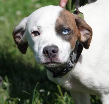 Winston -  Terrier Dog for Adoption in Millfield, Ohio - Winston | PetCurious