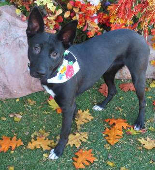 Rescue German Shepherd Dog Dogs for Adoption in Oklahoma City, Oklahoma - SHADOW 465698 | PetCurious