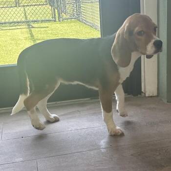 YHE6 2286 -  Beagle Dog for Adoption in Loxahatchee Groves, Florida - YHE6 2286 | PetCurious