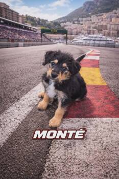 Staffordshire Bull Terrier and Standard Poodle Dogs Available for Adoption in Oxford, Michigan - Monte | PetCurious