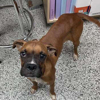 Baldwin -  Boxer Dog for Adoption in Lakeland, Florida - Baldwin | PetCurious