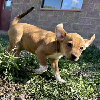 Monopoly -  Chihuahua and Mixed Breed Dog for Adoption in Glenwood Springs, Colorado - Monopoly | PetCurious