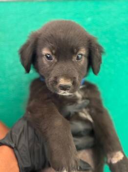 A255581 -  Border Collie and Pit Bull Terrier Dog for Adoption in Visalia, California - A255581 | PetCurious