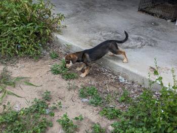 Skeeter -  Dachshund and Basset Hound Dog for Adoption in Palmhurst, Texas - Skeeter | PetCurious