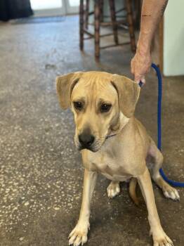 Becca -  Hound and Retriever Dog for Adoption in Crescent City, Florida - Becca | PetCurious