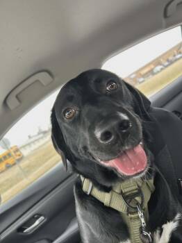 Black Labrador Retriever Dogs Available for Adoption - Onyx | PetCurious