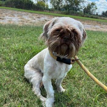 Walter SSP -  Shih Tzu Dog for Adoption in Austin, Texas - Walter SSP | PetCurious