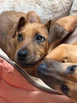 Rhodesian Ridgeback and Mixed Breed Dogs Available for Adoption in Los Angeles, California - Countess Yamabella Of Mashwell | PetCurious