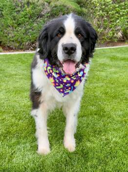 Newfoundland Dog Dogs Available for Adoption in Gardnerville, Nevada - Dolly | PetCurious