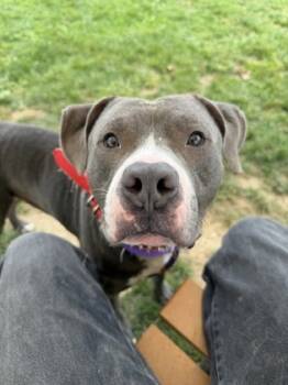 Rescue Mixed Breed Dogs for Adoption in Fallston, Maryland - Boris | PetCurious