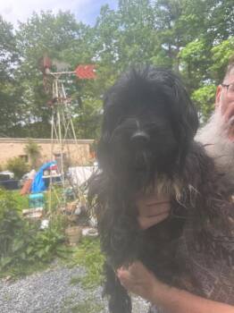 Coton De Tulear Dogs Available for Adoption in Pine Grove, Pennsylvania - Blackie | PetCurious