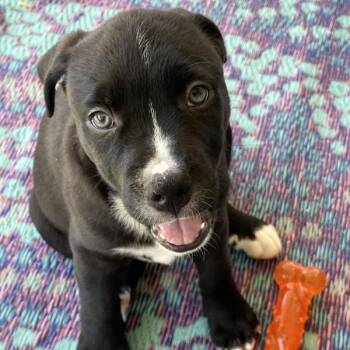 American Staffordshire Terrier Dogs Available for Adoption in Walnut Creek, California - Sugar Maple | PetCurious