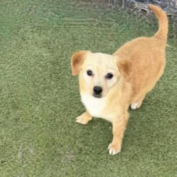 Chihuahua and Poodle Dogs Available for Adoption - SANDY | PetCurious