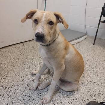 Sunshine -  Labrador Retriever and Catahoula Leopard Dog Dog for Adoption in Hattiesburg, Mississippi - Sunshine | PetCurious