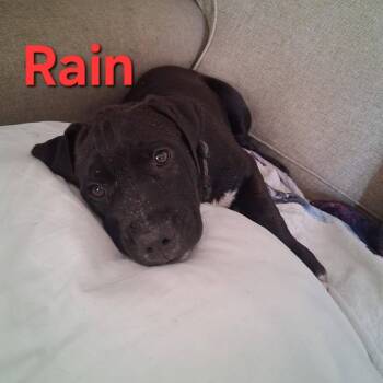 Rain -  Pit Bull Terrier Dog for Adoption in New Bern, North Carolina - Rain | PetCurious