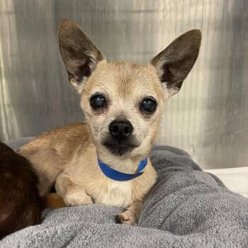 Crowler -  Chihuahua and Mixed Breed Dog for Adoption in Spokane, Washington - Crowler | PetCurious
