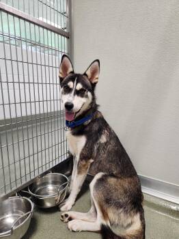 The Great Gazoo -  Husky Dog for Adoption in Maidens, Virginia - The Great Gazoo | PetCurious