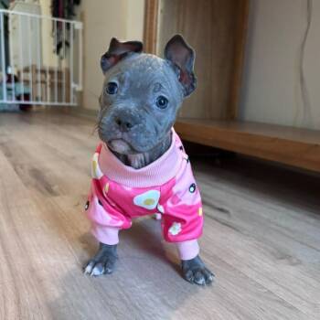 Laverne -  American Staffordshire Terrier Dog for Adoption in Martinez, California - Laverne | PetCurious