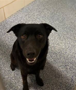 A1267316 -  Labrador Retriever Dog for Adoption in Charlotte, North Carolina - A1267316 | PetCurious