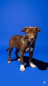 MUD -  Mixed Breed Dog for Adoption in Jacksonville, Florida - MUD | PetCurious