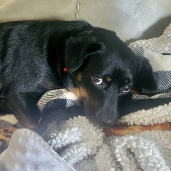 Rescue Mixed Breed Dogs for Adoption in Lenexa, Kansas - Manny | PetCurious