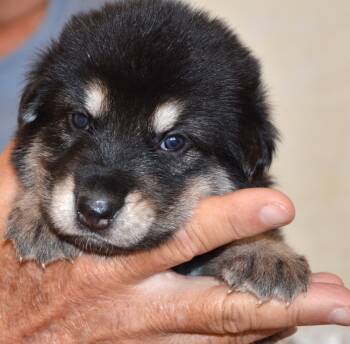pink girl -  King Shepherd Dog for Sale in Wittmann, Arizona - Pink Girl | PetCurious