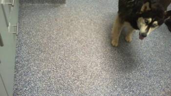 TATIANA -  Siberian Husky Dog for Adoption in Charlotte, North Carolina - TATIANA | PetCurious