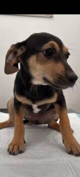Terrier Dogs Available for Adoption - Frankie | PetCurious