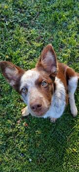 Mixed Breed Dogs Available for Adoption in Kenosha, Wisconsin - Adelaide | PetCurious