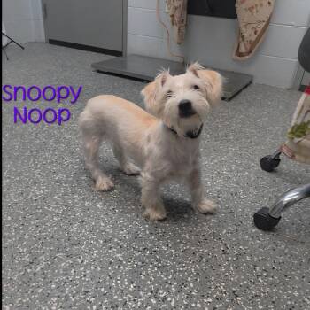 Snoopy Noop -  Schnauzer and Mixed Breed Dog for Adoption in Parkersburg, West Virginia - Snoopy Noop | PetCurious