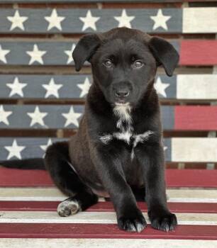 Collie and Cattle Dog Dogs Available for Adoption - Maeve | PetCurious