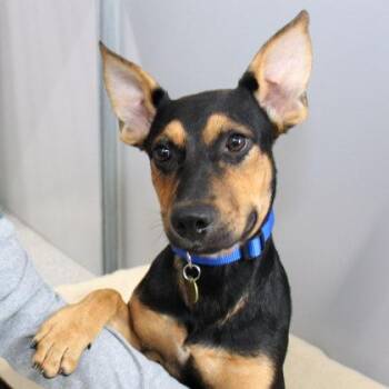 Beans -  Mixed Breed Dog for Adoption in Lansing, Michigan - Beans | PetCurious